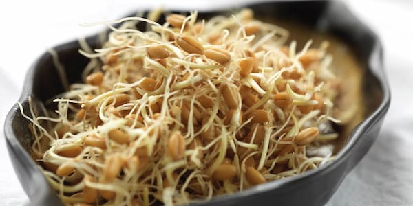 Organik Buğday Filizi